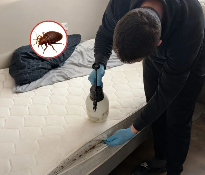 Technicien traitant un matelas contre les punaises de lit à Isles-lès-Villenoy